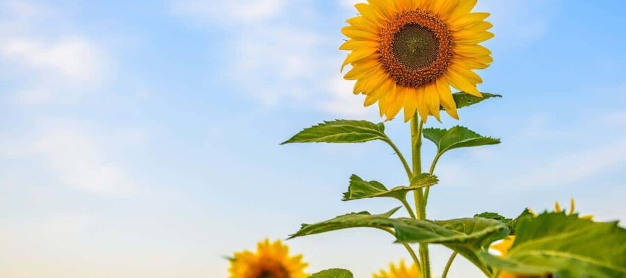 Sunflower Archetype