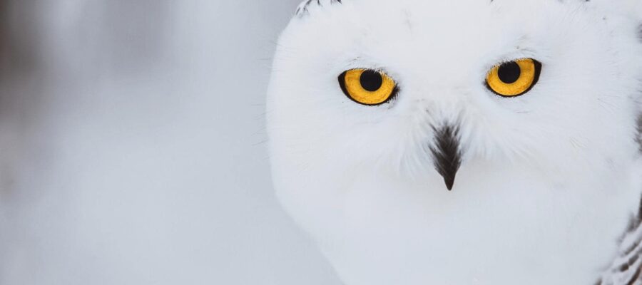 Owl Archetype