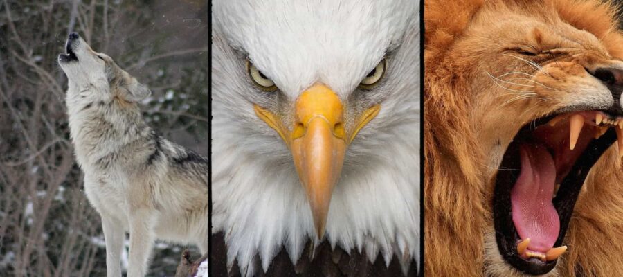 Animal Archetypes