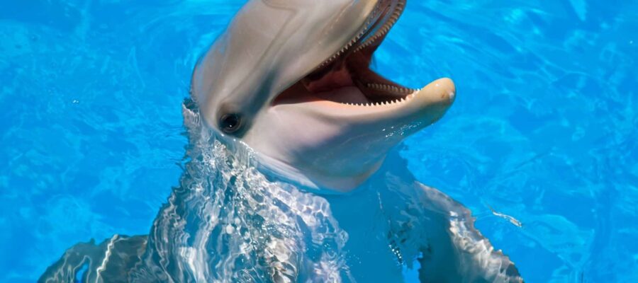 Dolphin Archetype