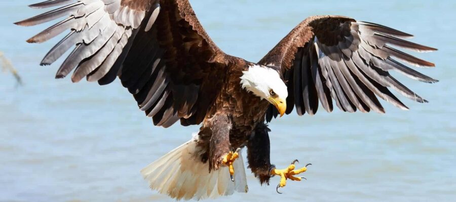 Eagle Archetype