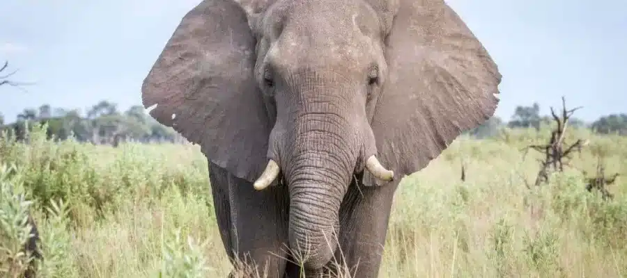 Elephant Archetype