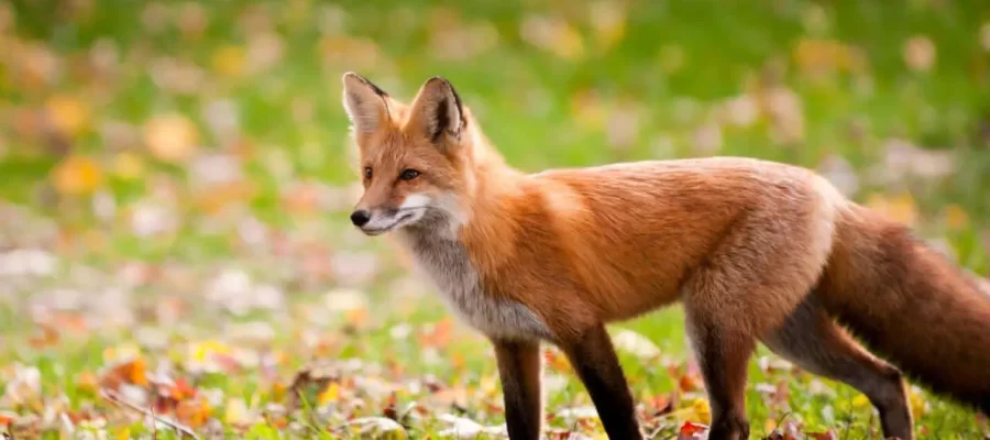 Fox Archetype