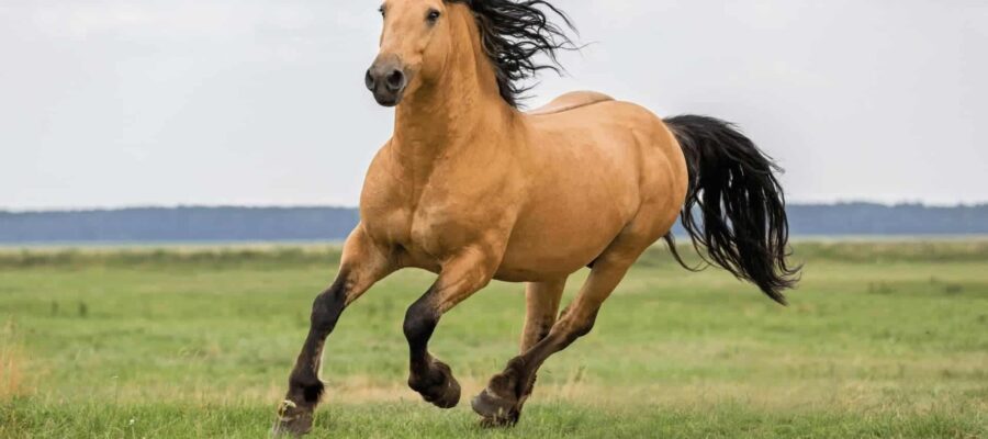 Horse Archetype