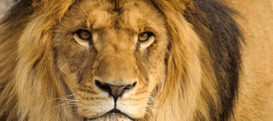 Lion Archetype