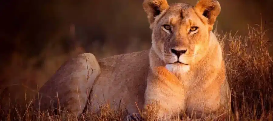 Lioness Archetype