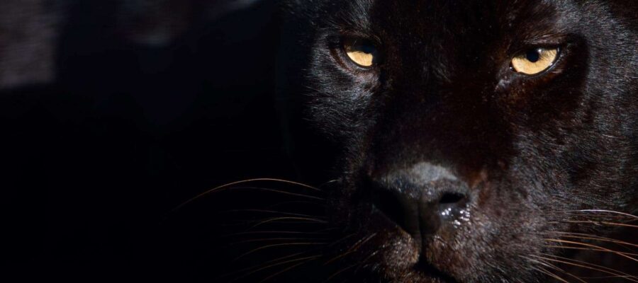 Panther Archetype