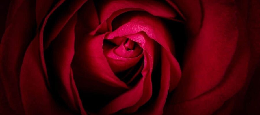 Red Rose Archetype