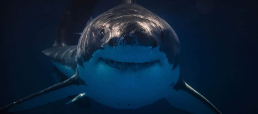 Shark Archetype