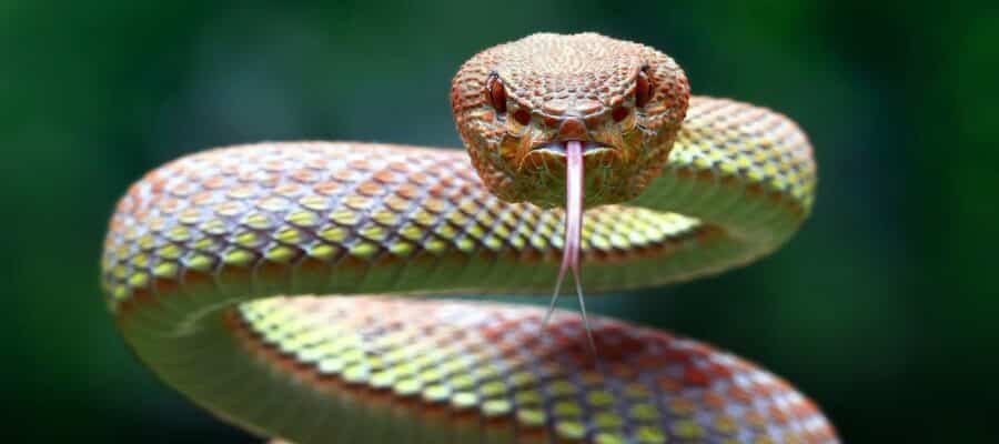 Snake Archetype