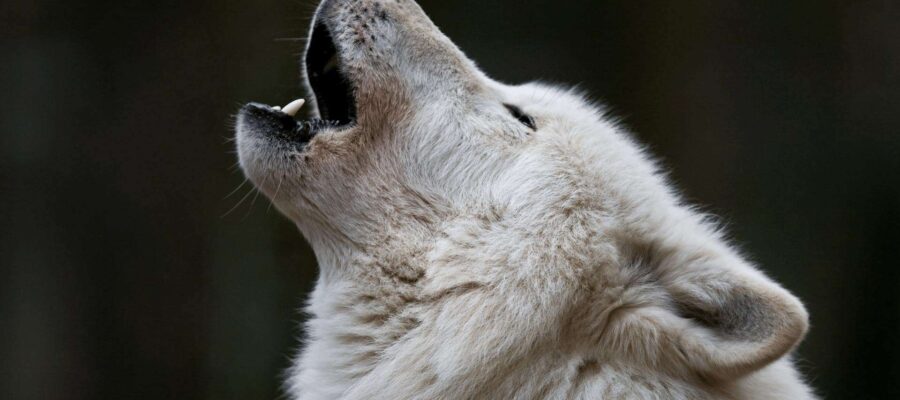 Wolf Archetype
